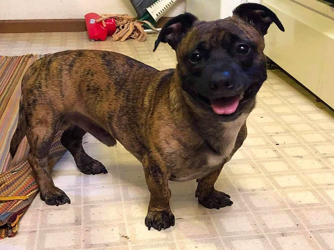 Chops is registered to the contest to win money with this photo: canidae, carnivore, collar, companion_dog, dog, dog_breed, dog_collar, fawn, fur, guard_dog, liver, non_sporting_group, puppy, snout, sporting_group, tail, terrestrial_animal, whiskers, working_animal, working_dog