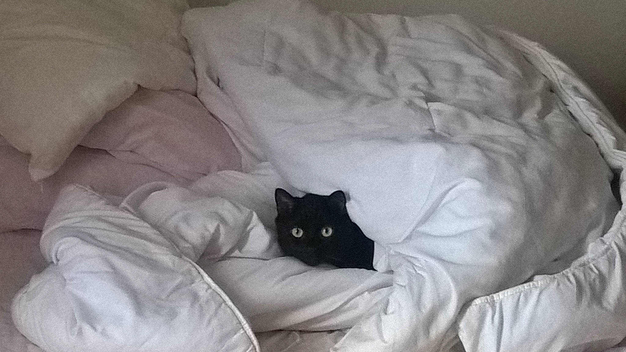 Cara participe au concours pour gagner de l'argent avec cette photo : bed, bed_sheet, black_and_white, black_cat, carnivore, cat, comfort, felidae, fur, furniture, kitten, linens, room, small_to_medium_sized_cats, textile, whiskers