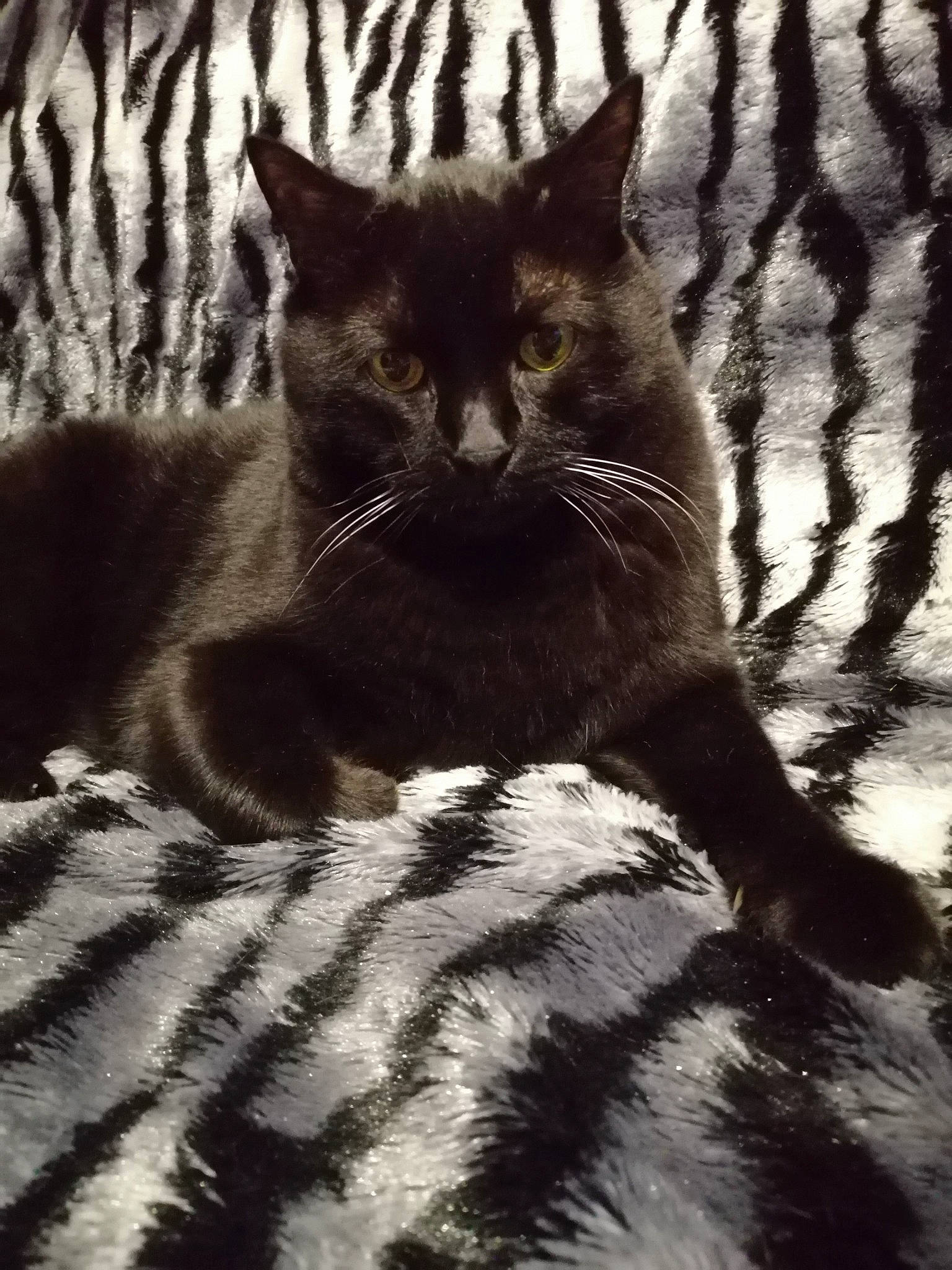 Cara participe au concours pour gagner de l'argent avec cette photo : american_wirehair, asian, black_and_white, black_cat, carnivore, cat, domestic_short_haired_cat, european_shorthair, felidae, fur, kitten, mammal, ojos_azules, polydactyl_cat, small_to_medium_sized_cats, snout, tail, whiskers