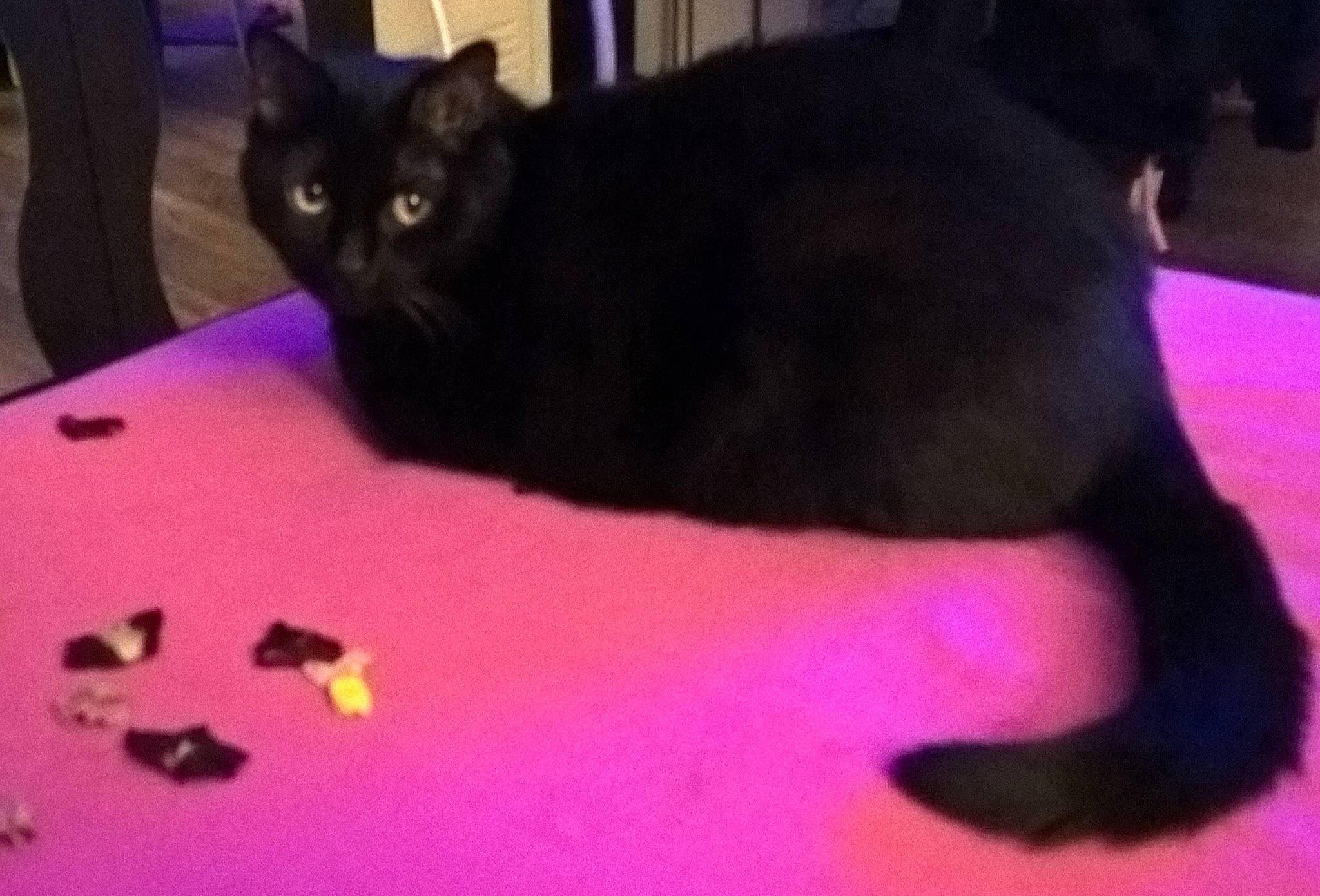 Cara participe au concours pour gagner de l'argent avec cette photo : asian, black_cat, bombay, carnivore, cat, domestic_short_haired_cat, european_shorthair, felidae, kitten, mammal, play, polydactyl_cat, small_to_medium_sized_cats, snapshot, tail, vertebrate, whiskers