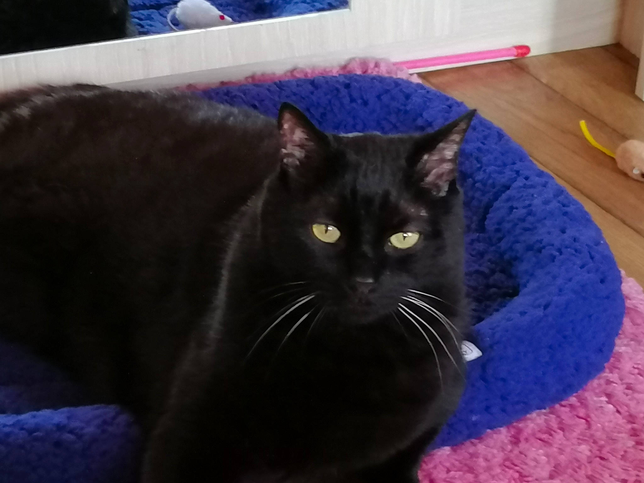 Cara participe au concours pour gagner de l'argent avec cette photo : asian, black, black_cat, bombay, carnivore, cat, domestic_short_haired_cat, european_shorthair, felidae, fur, kitten, korat, mammal, nebelung, sky, small_to_medium_sized_cats, tail, whiskers