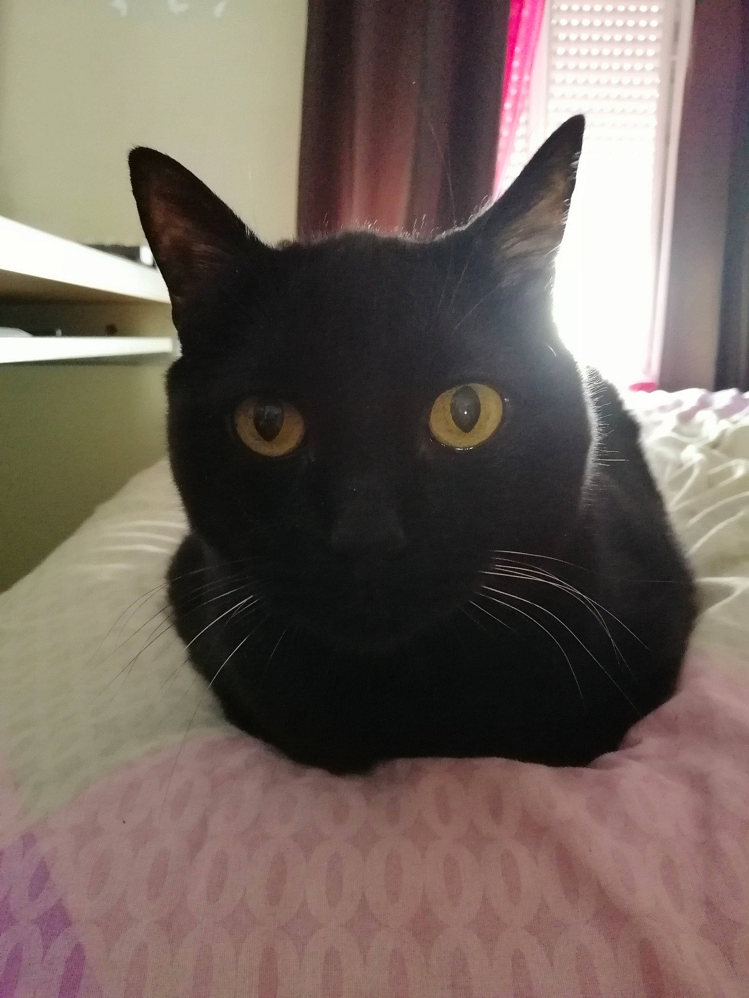 Cara participe au concours pour gagner de l'argent avec cette photo : asian, black, black_cat, bombay, carnivore, cat, domestic_short_haired_cat, ear, eye, felidae, fur, small_to_medium_sized_cats, whiskers