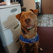 Buddy joined the competition — help win amazing prizes! dog, brown_dog, indoor, carpet, harness, pet, animal, floor, drawer, cabinet, door, kitchen, curious, sitting, canine, household, furniture, domestic, companion, cute