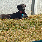 Piper joined the competition — help win amazing prizes! dog, black_dog, grass, outdoor, sunlight, fence, wall, collar, pet, animal, metal_post, lawn, relaxing, daytime, nature, canine, summer, shadow, chair, background