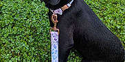 Piper is registered to the contest to win money with this photo: dog, puppy, black_dog, leash, collar, grass, clover, outdoor, pet, animal, cute, sitting, young_dog, nature, greenery, portrait, looking_at_camera, domestic_animal, canine, playful