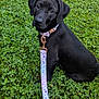 dog, puppy, black_dog, leash, collar, grass, clover, outdoor, pet, animal, cute, sitting, young_dog, nature, greenery, portrait, looking_at_camera, domestic_animal, canine, playful
