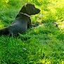 Piper is registered to the contest to win money with this photo: dog, black_dog, grass, outdoor, sunlight, nature, pet, animal, relaxing, lying_down, green, field, collar, summer, daylight, canine, peaceful, shiny_coat, grass_field, sunny