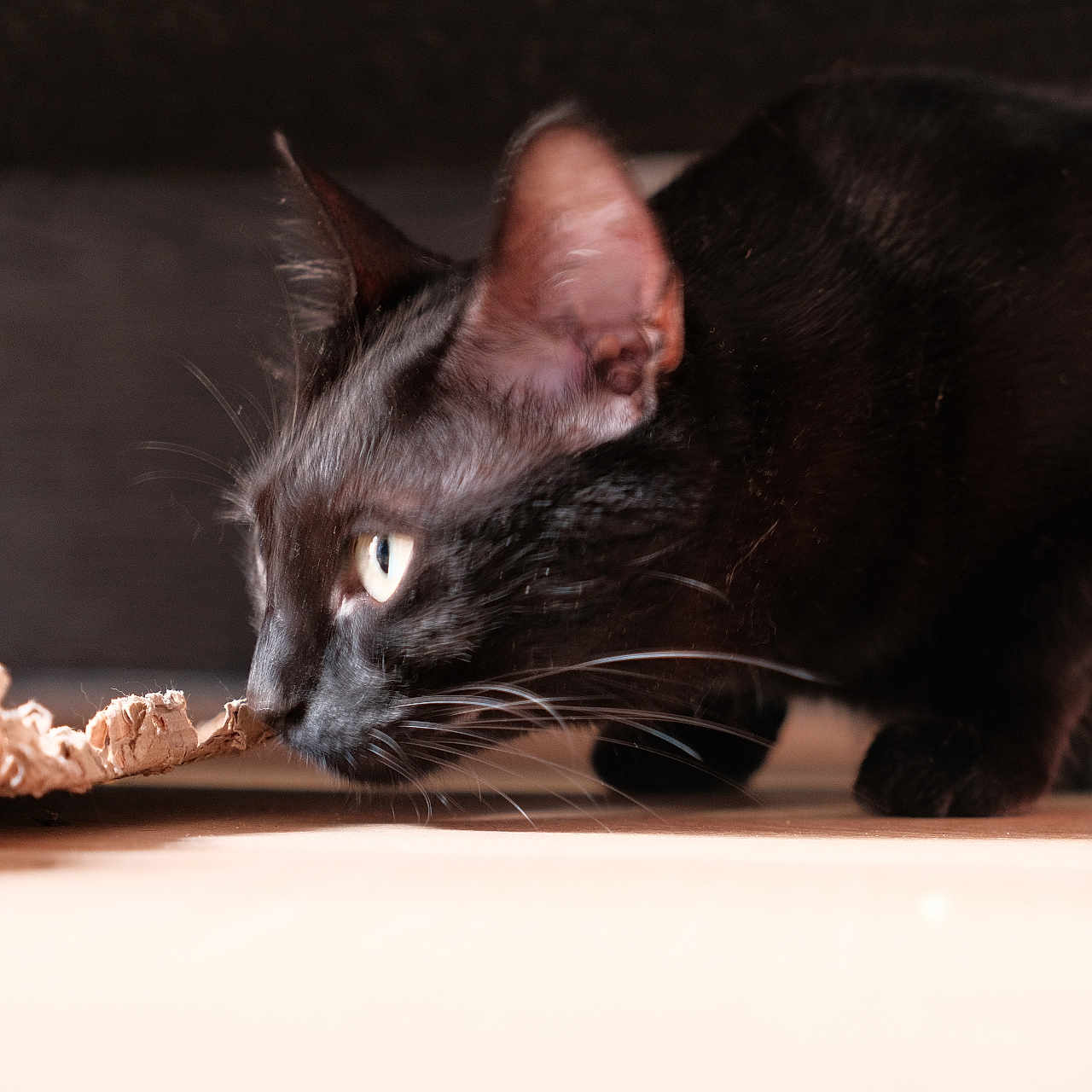 Reglisse participe au concours pour gagner de l'argent avec cette photo : animal, black_cat, cardboard, cat, close_up, curious, domestic_cat, ears, eyes, feline, floor, fur, indoor, natural_light, paws, pet, side_view, sniffing, soft_focus, whiskers