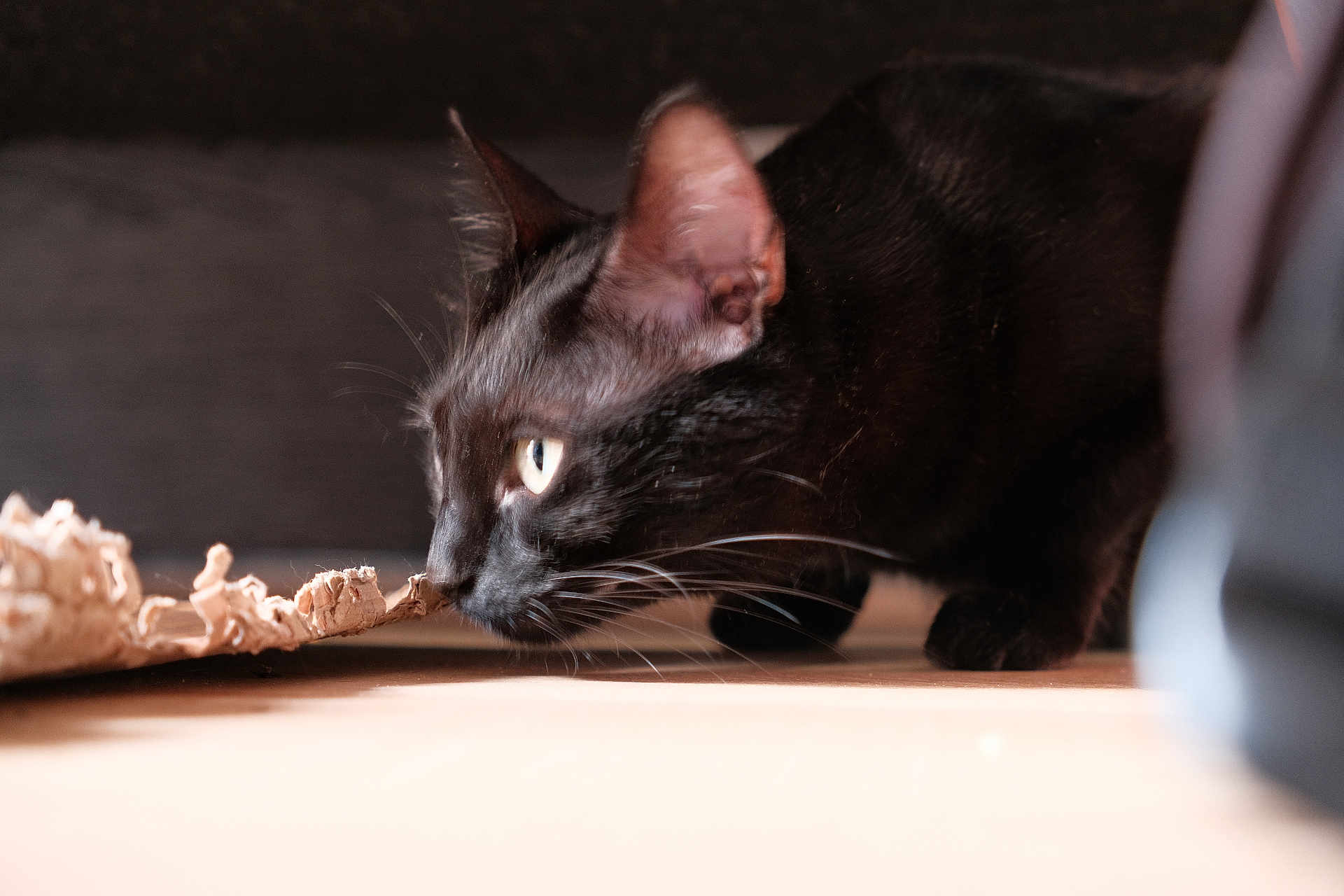 Reglisse participe au concours pour gagner de l'argent avec cette photo : animal, black_cat, cardboard, cat, close_up, curious, domestic_cat, ears, eyes, feline, floor, fur, indoor, natural_light, paws, pet, side_view, sniffing, soft_focus, whiskers