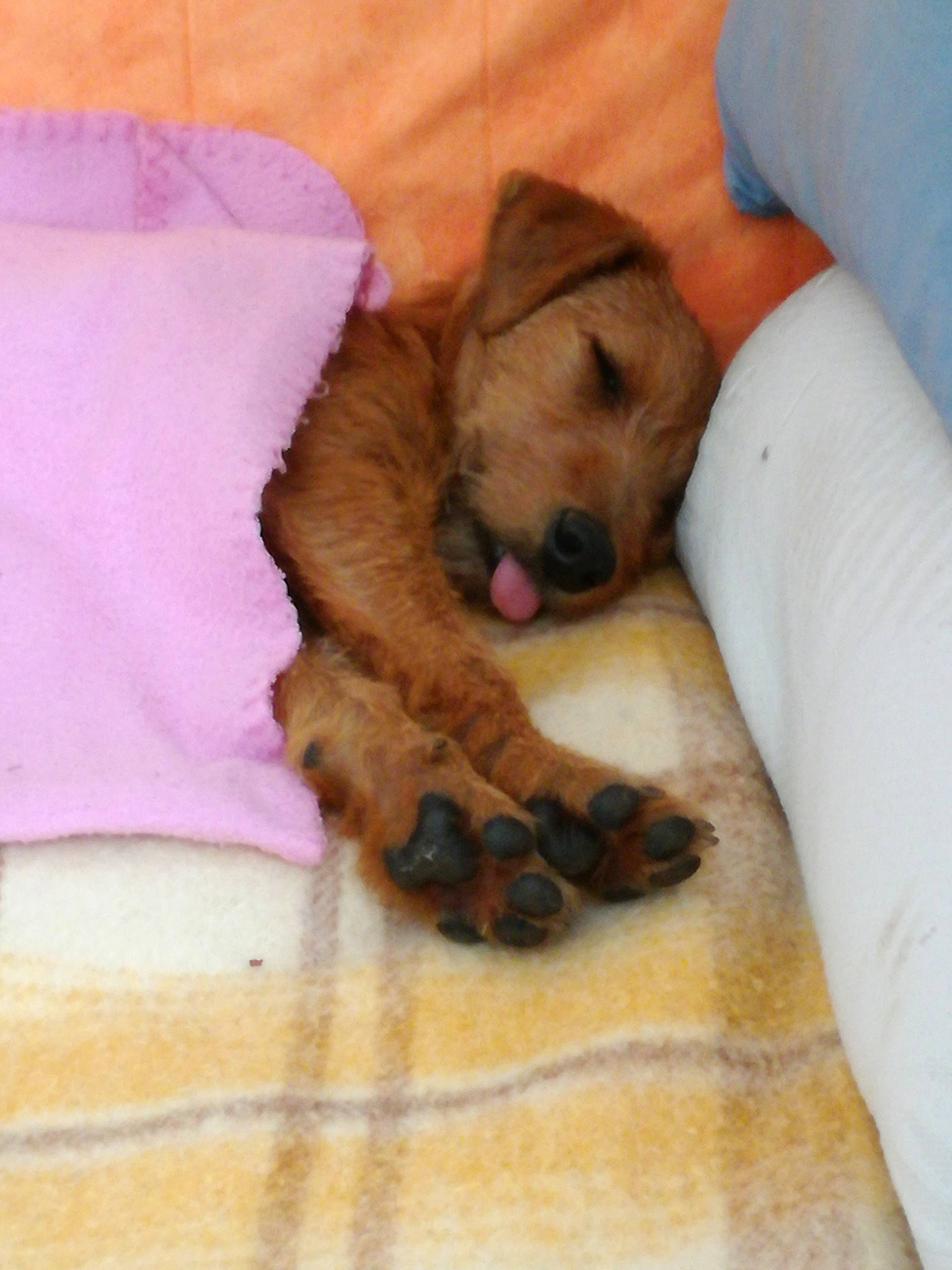 Sharha participe au concours pour gagner de l'argent avec cette photo : bed, carnivore, comfort, companion_dog, dog, dog_bed, dog_breed, dog_supply, fawn, fur, german_shepherd_dog, guard_dog, linens, liver, magenta, nap, paw, sporting_group, toy_dog, working_animal