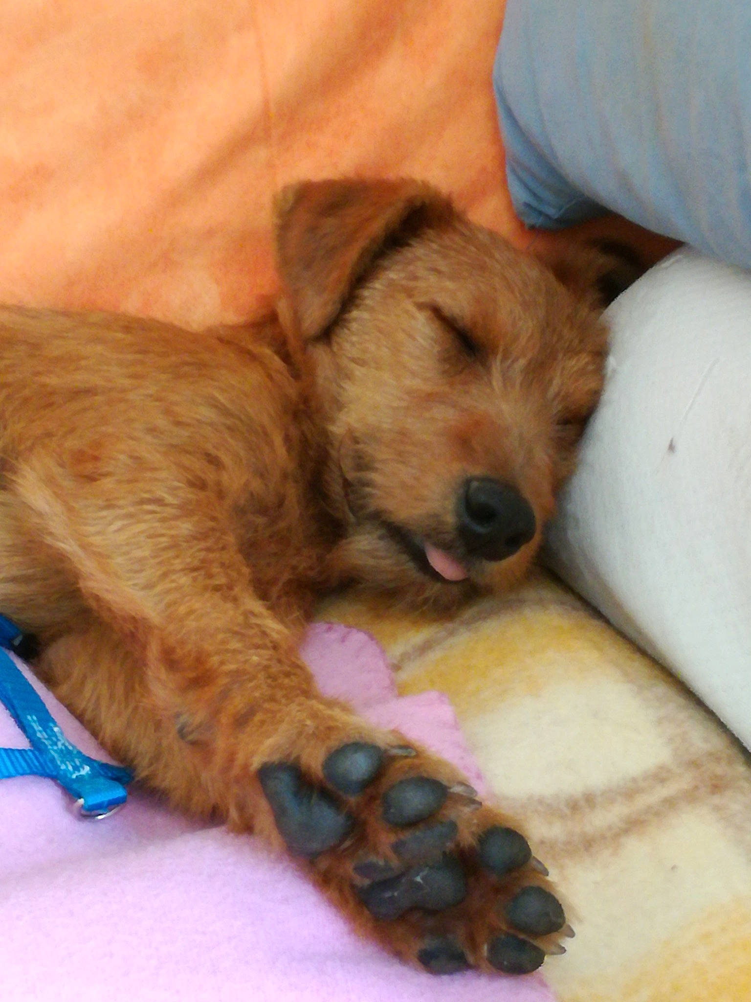 Sharha participe au concours pour gagner de l'argent avec cette photo : canidae, carnivore, claw, comfort, companion_dog, dog, dog_bed, dog_breed, dog_supply, fawn, fur, paw, small_terrier, snout, sporting_group, terrestrial_animal, terrier, toy_dog, working_animal, working_terrier