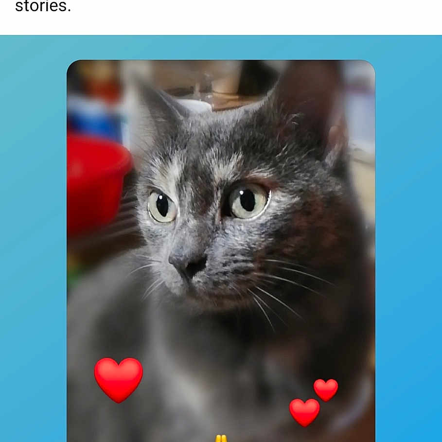 Isis a rejoint le concours — aidez-le/la à gagner de superbes lots ! abyssinian, animal, art, blackcat, cat, collage, computer, computerhardware, electronics, file, hardware, kitten, manx, monitor, page, pc, pet, screen, text, textmessage