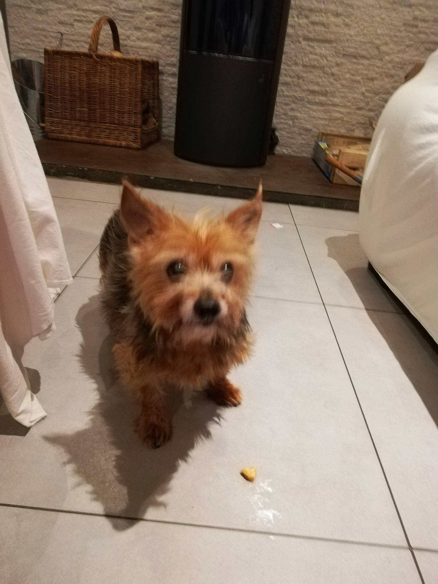 Manhattan a rejoint le concours — aidez-le/la à gagner de superbes lots ! biewer_terrier, carnivore, collar, companion_dog, dog, dog_breed, dog_supply, fawn, floor, flooring, fur, hardwood, small_terrier, tail, terrier, toy_dog, whiskers, wood, working_animal, yorkipoo