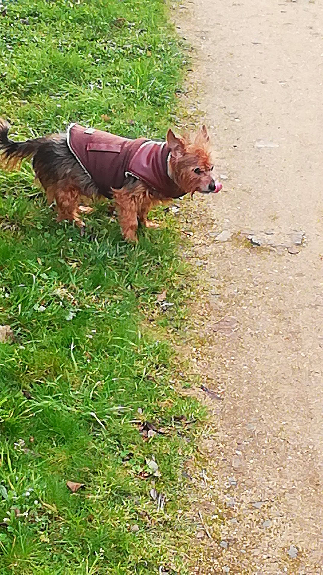 Manhattan a rejoint le concours — aidez-le/la à gagner de superbes lots ! canidae, carnivore, companion_dog, dog, dog_breed, dog_clothes, dog_supply, fawn, grass, groundcover, liver, plant, snout, soil, sporting_group, tail, terrestrial_animal, terrier, toy_dog, working_animal