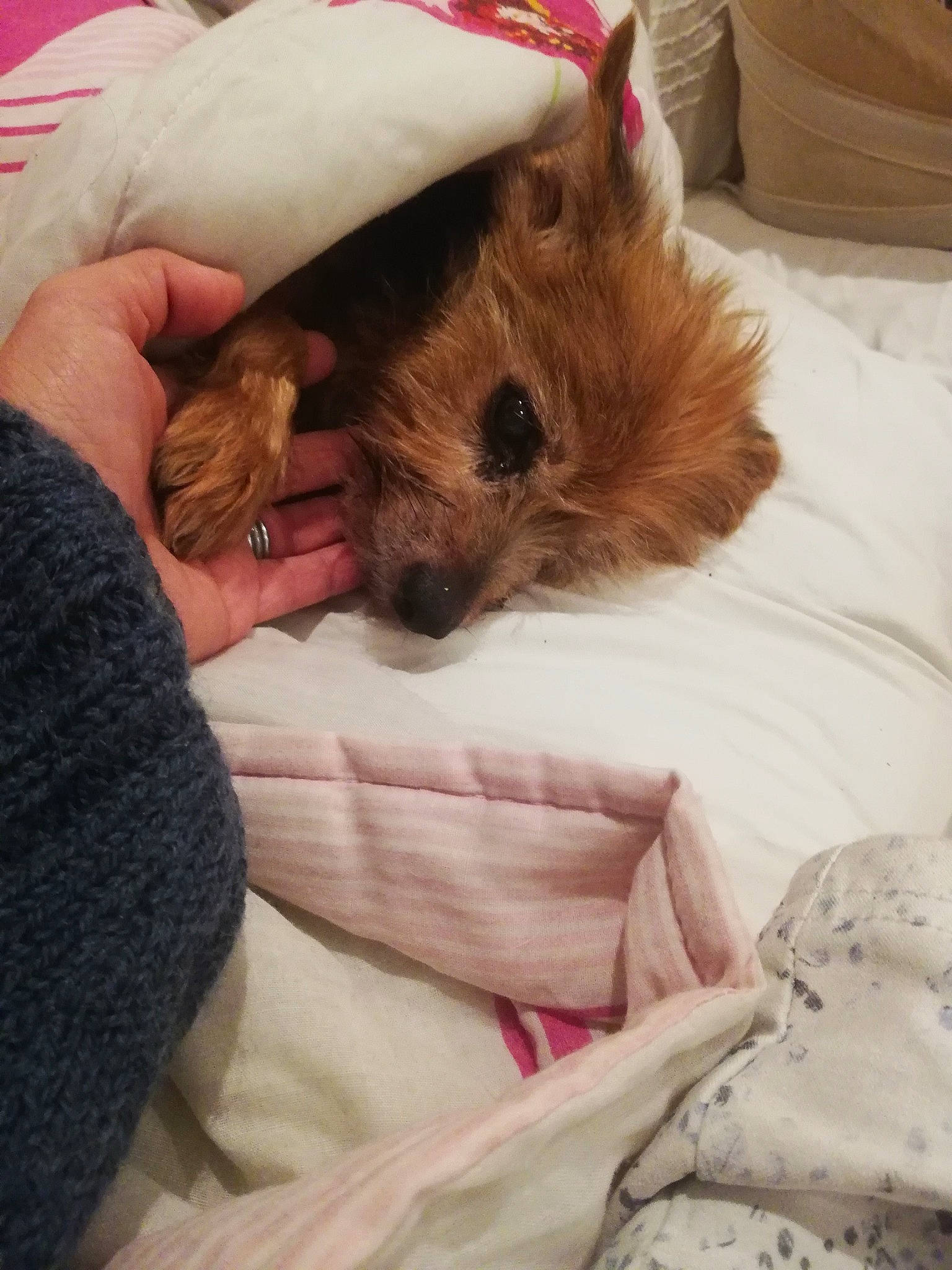 Manhattan participe au concours pour gagner de l'argent avec cette photo : bed, bedding, carnivore, comfort, companion_dog, dog, dog_breed, fawn, felidae, fur, hand, hat, holiday, human_leg, lap, linens, room, small_to_medium_sized_cats, toy_dog, whiskers