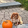 dog, pumpkin, leash, patio, stone_paving, grass, outdoor, autumn, pet, brown_dog, fluffy, calm, sitting, daylight, nature, side_view, fall, cute, small_dog, animal