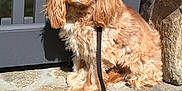 Primrose is registered to the contest to win money with this photo: dog, leash, stone, outdoor, sunlight, fence, pet, animal, long_ears, curly_fur, brown, sitting, closeup, nature, daylight, canine, fur, resting, garden, portrait