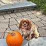 dog, pumpkin, leash, patio, stone, outdoor, grass, autumn, pet, animal, cute, fluffy, ear, orange, calm, sitting, nature, fall, daylight, small_dog