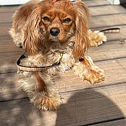 Primrose joined the competition — help win amazing prizes! dog, pet, outdoor, wooden_deck, fur, leash, sunlight, cute, animal, canine, portrait, hair_ties, adorable, relaxed, daylight, brown_fur, long_ears, fluffy, small_dog, paw