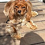 dog, pet, outdoor, wooden_deck, fur, leash, sunlight, cute, animal, canine, portrait, hair_ties, adorable, relaxed, daylight, brown_fur, long_ears, fluffy, small_dog, paw