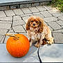 dog, pumpkin, leash, pavement, stone, outdoor, pet, fall, autumn, cute, small_dog, brown_fur, curly_fur, sitting, animal, nature, garden, greenery, daylight, companion