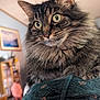 animal, background_blur, cat, close_up, curious, cute, domestic_cat, feline, fluffy, fur, green_eyes, household, indoor, looking, mammal, pet, portrait, soft_focus, tabby, whiskers