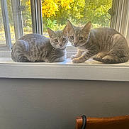 Reign And Ghost is registered to the contest to win money with this photo: animal, autumn, cat, curious, feline, gray, indoor, kitten, leaves, looking, pair, pets, screen, sitting, striped, sunlight, tabby, window, windowsill, young
