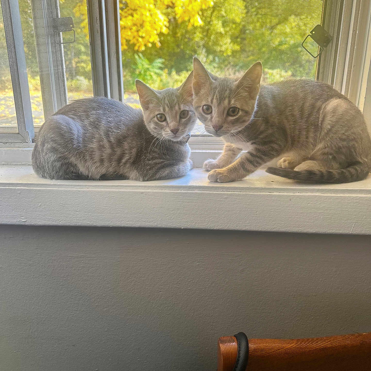 Reign And Ghost is registered to the contest to win money with this photo: animal, autumn, cat, curious, feline, gray, indoor, kitten, leaves, looking, pair, pets, screen, sitting, striped, sunlight, tabby, window, windowsill, young