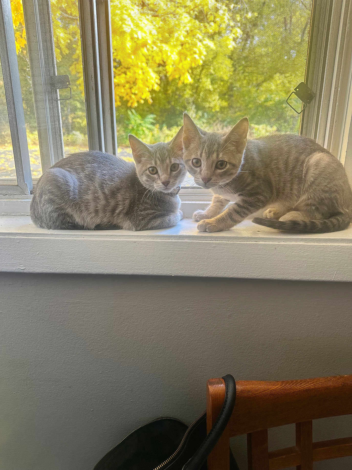 Reign And Ghost is registered to the contest to win money with this photo: animal, autumn, cat, curious, feline, gray, indoor, kitten, leaves, looking, pair, pets, screen, sitting, striped, sunlight, tabby, window, windowsill, young