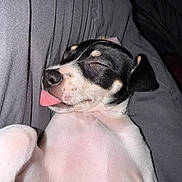Loyalty joined the competition — help win amazing prizes! adorable, animal, black_and_white, blanket, close_up, cozy, cute, dog, face, fur, indoor, nap, paw, pet, puppy, relaxed, resting, sleeping, tongue_out, young_dog