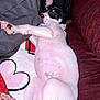 Loyalty joined the competition — help win amazing prizes! animal, black, blanket, comfort, couch, cozy, cute, dog, fur, hearts, indoor, nap, pet, pillow, puppy, relaxed, resting, sleeping, white, young
