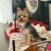 Viky participe au concours pour gagner de l'argent avec cette photo : dog, yorkshire_terrier, pet_bed, blanket, plush_toys, indoor, furniture, floor, paw_print, small_dog, fur, ears, tail, cushion, decor, home, animal, cute, seated, portrait
