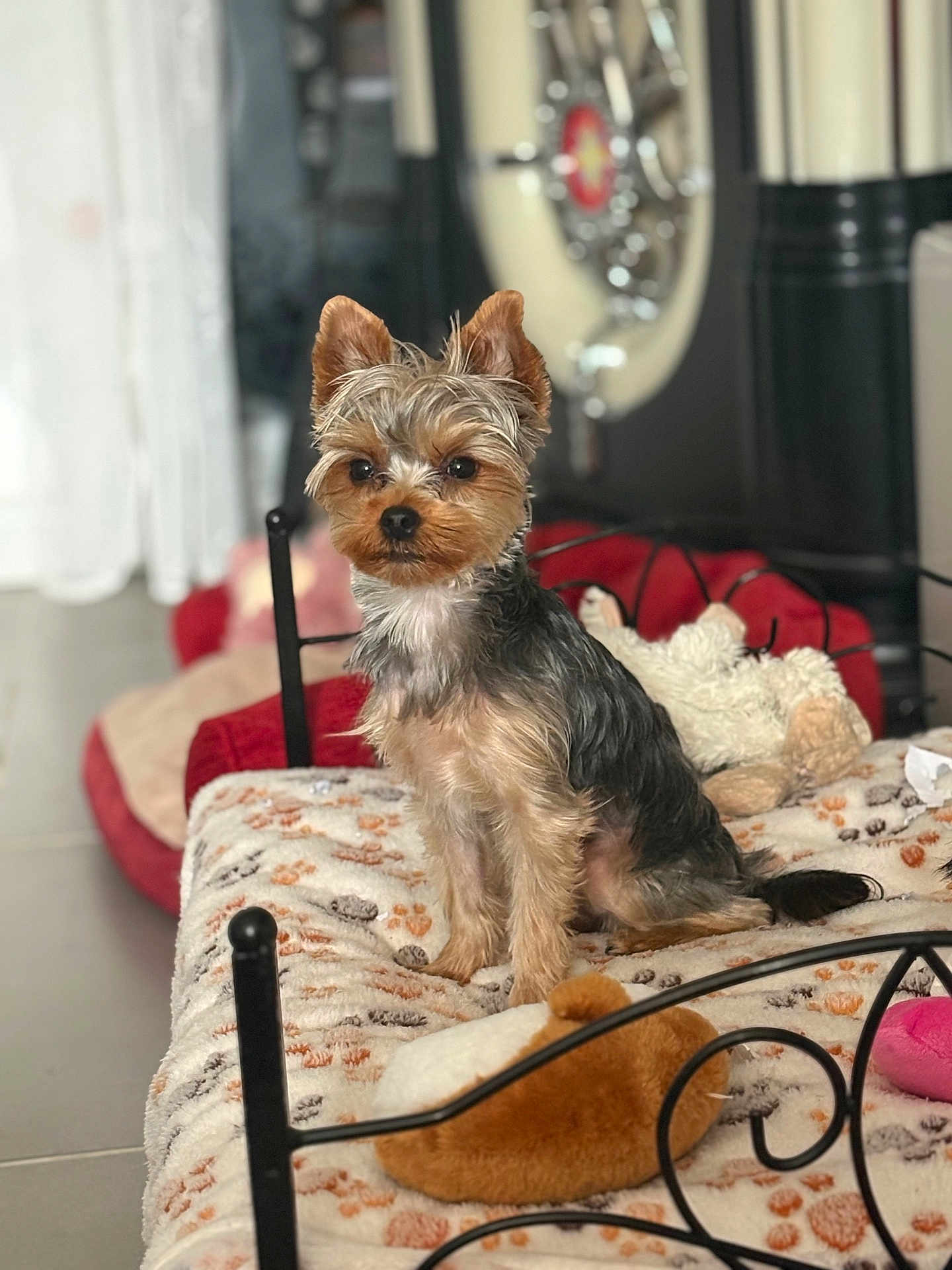 Viky participe au concours pour gagner de l'argent avec cette photo : dog, yorkshire_terrier, pet_bed, blanket, plush_toys, indoor, furniture, floor, paw_print, small_dog, fur, ears, tail, cushion, decor, home, animal, cute, seated, portrait