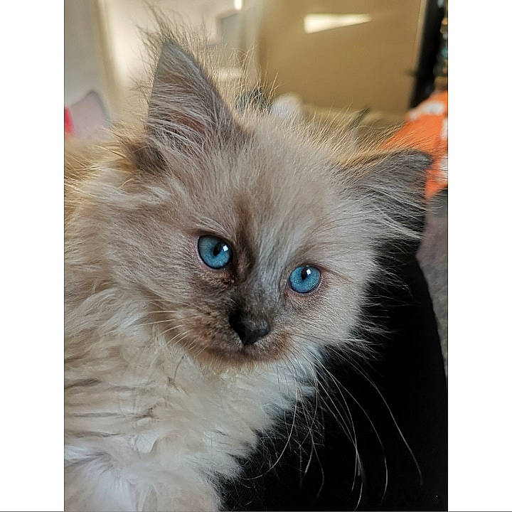 Gandalf is registered to the contest to win money with this photo: asian_semi_longhair, birman, british_longhair, carnivore, cat, domestic_long_haired_cat, ear, eye, fawn, felidae, fur, himalayan, iris, kitten, mammal, napoleon_cat, ragdoll, small_to_medium_sized_cats, vertebrate, whiskers