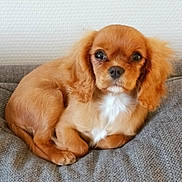 Benco participe au concours pour gagner de l'argent avec cette photo : puppy, dog, brown_fur, white_chest, cute, pet, animal, cushion, indoor, cozy, small_dog, lying_down, looking_at_camera, fluffy_ears, adorable, companion, domestic_animal, young_dog, portrait, soft_texture