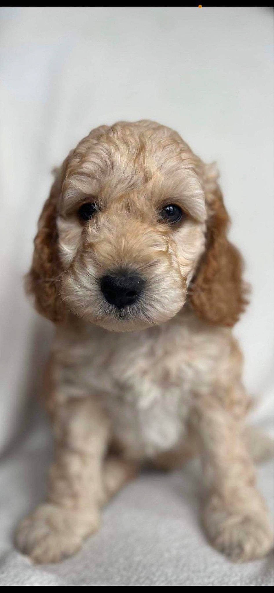Albie joined the competition — help win amazing prizes! canidae, carnivore, companion_dog, dog, dog_breed, eye, fur, hair, head, labradoodle, maltepoo, non_sporting_group, small_terrier, snout, sporting_group, terrestrial_animal, terrier, toy_dog, water_dog, working_animal