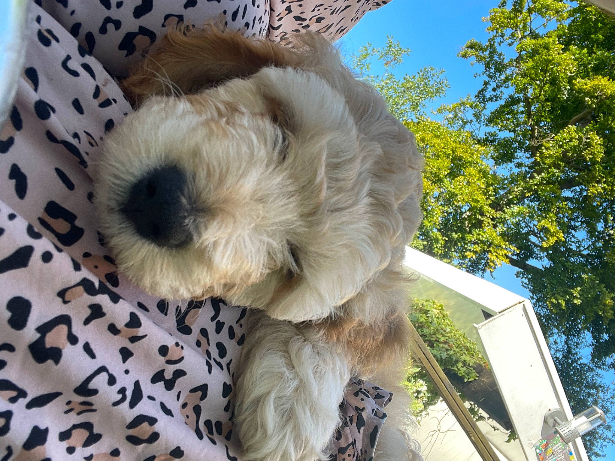 Albie joined the competition — help win amazing prizes! bichon, carnivore, cockapoo, companion_dog, dog, dog_breed, dog_collar, fur, goldendoodle, labradoodle, poodle_crossbreed, puppy_love, sky, small_terrier, stuffed_toy, tail, terrier, toy, toy_dog, tree