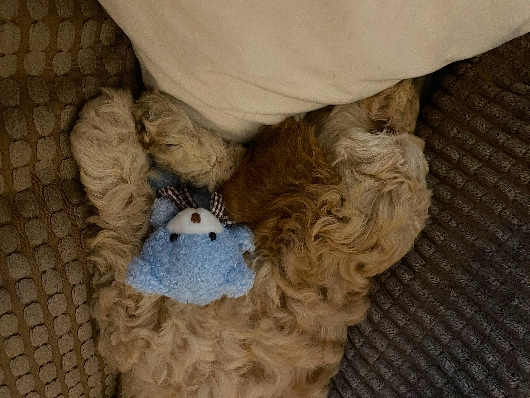 Albie is registered to the contest to win money with this photo: bow_tie, craft, crochet, electric_blue, fashion_accessory, fawn, felidae, fur, grey, headgear, jewellery, pattern, plush, small_to_medium_sized_cats, stuffed_toy, tail, toy, wood, wool, woolen