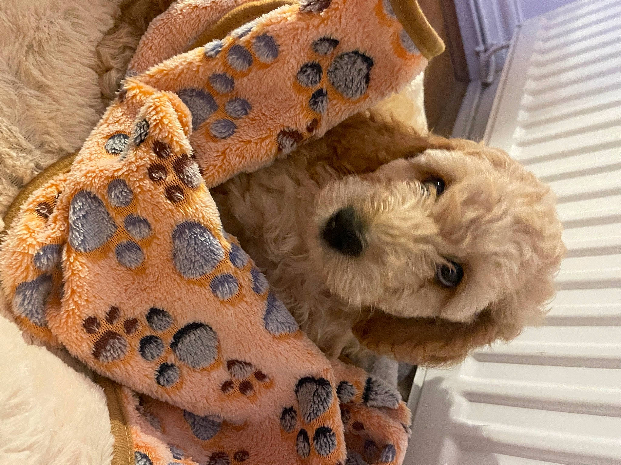 Albie joined the competition — help win amazing prizes! canidae, carnivore, companion_dog, craft, creative_arts, dog, dog_breed, dog_clothes, dog_supply, fawn, fur, linens, pet_supply, plush, snout, sporting_group, stuffed_toy, toy, toy_dog, working_animal