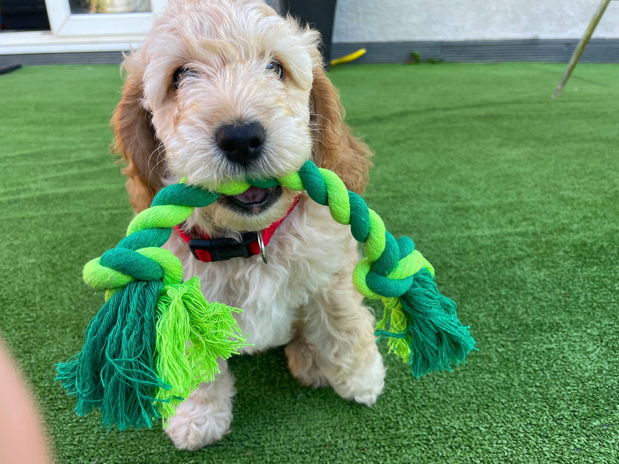 Albie joined the competition — help win amazing prizes! canidae, carnivore, collar, companion_dog, dog, dog_breed, dog_clothes, dog_collar, dog_supply, event, fur, grass, leash, small_terrier, snout, sporting_group, terrier, toy_dog, water_dog, working_animal