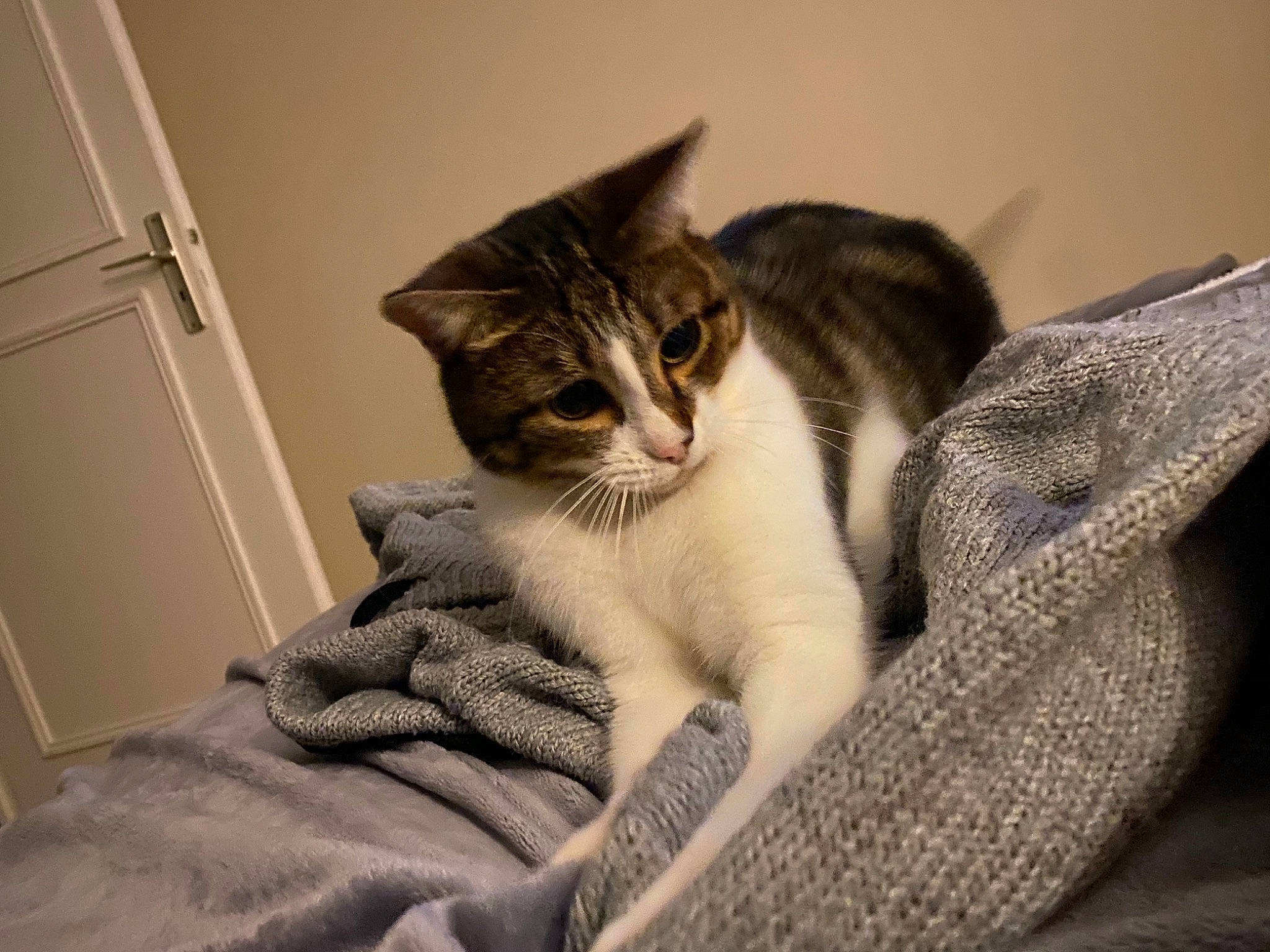 Lollipop a rejoint le concours — aidez-le/la à gagner de superbes lots ! box, carnivore, cat, cat_supply, claw, comfort, domestic_short_haired_cat, door, felidae, fur, grey, linens, nap, paw, sleep, small_to_medium_sized_cats, snout, whiskers