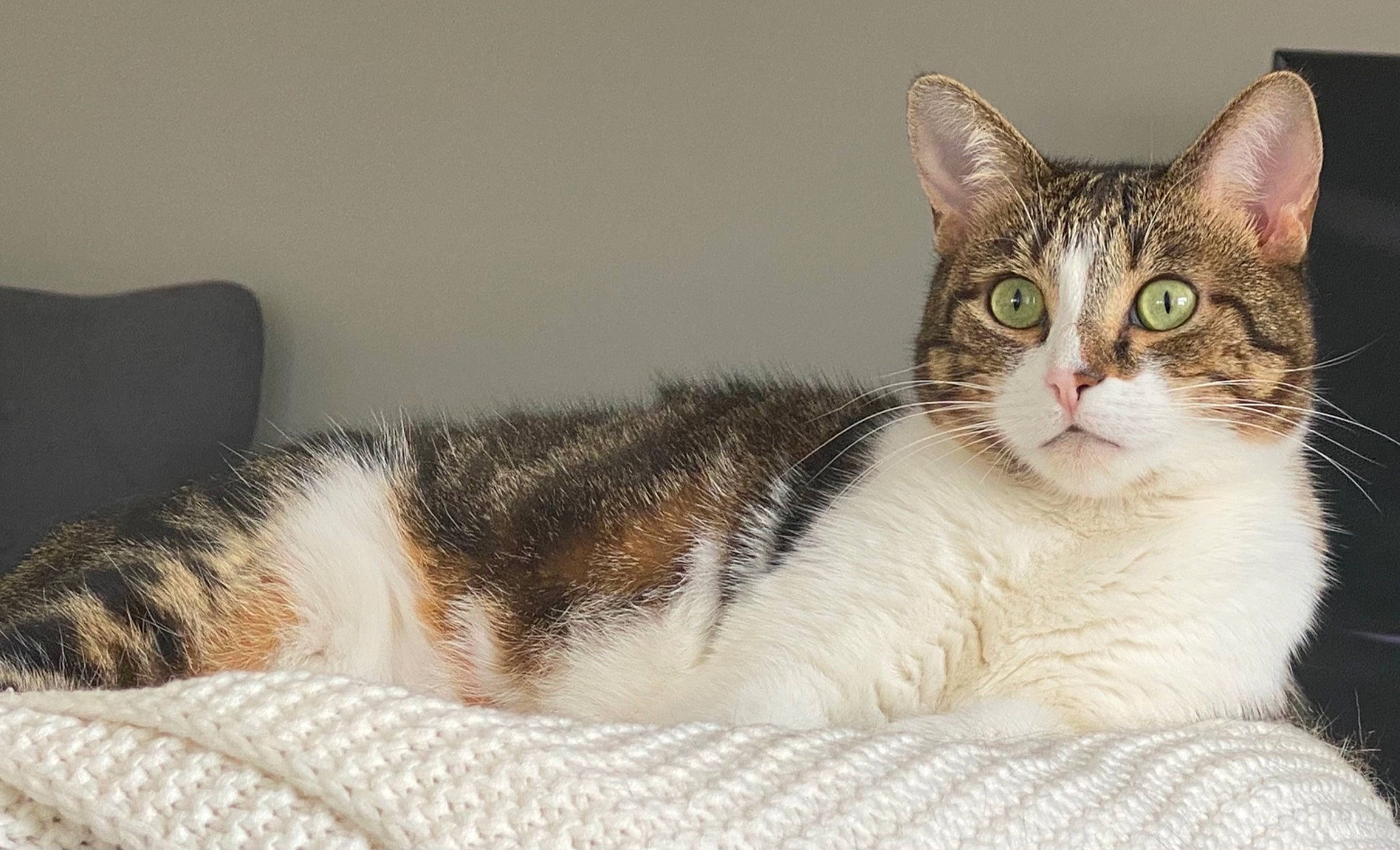 Lollipop participe au concours pour gagner de l'argent avec cette photo : art, carnivore, cat, domestic_short_haired_cat, felidae, fur, paw, sitting, small_to_medium_sized_cats, snout, tail, terrestrial_animal, whiskers