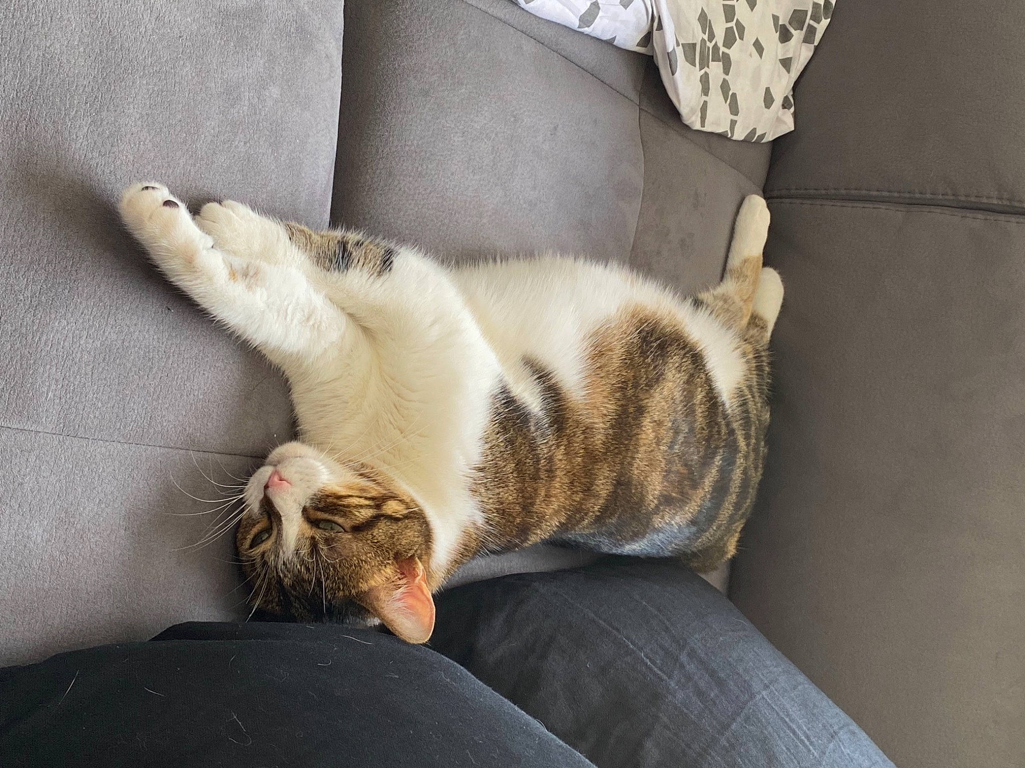 Lollipop participe au concours pour gagner de l'argent avec cette photo : carnivore, cat, comfort, couch, domestic_short_haired_cat, felidae, flooring, foot, fur, grey, human_leg, linens, nap, paw, room, small_to_medium_sized_cats, tail, tree, whiskers, wood