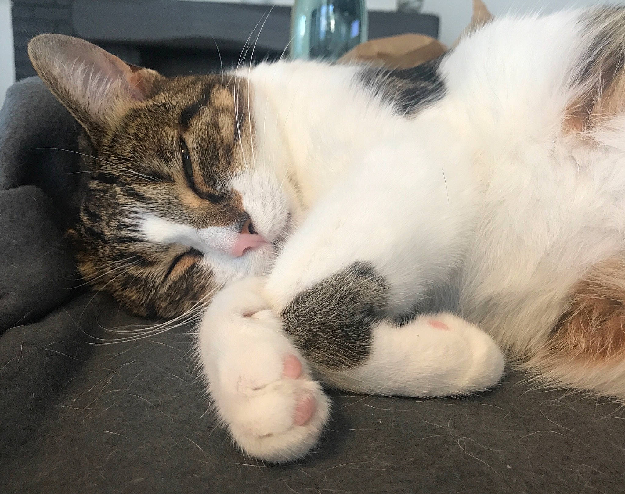 Lollipop participe au concours pour gagner de l'argent avec cette photo : bored, carnivore, cat, claw, comfort, domestic_short_haired_cat, felidae, foot, fur, nap, paw, sleep, small_to_medium_sized_cats, tail, whiskers