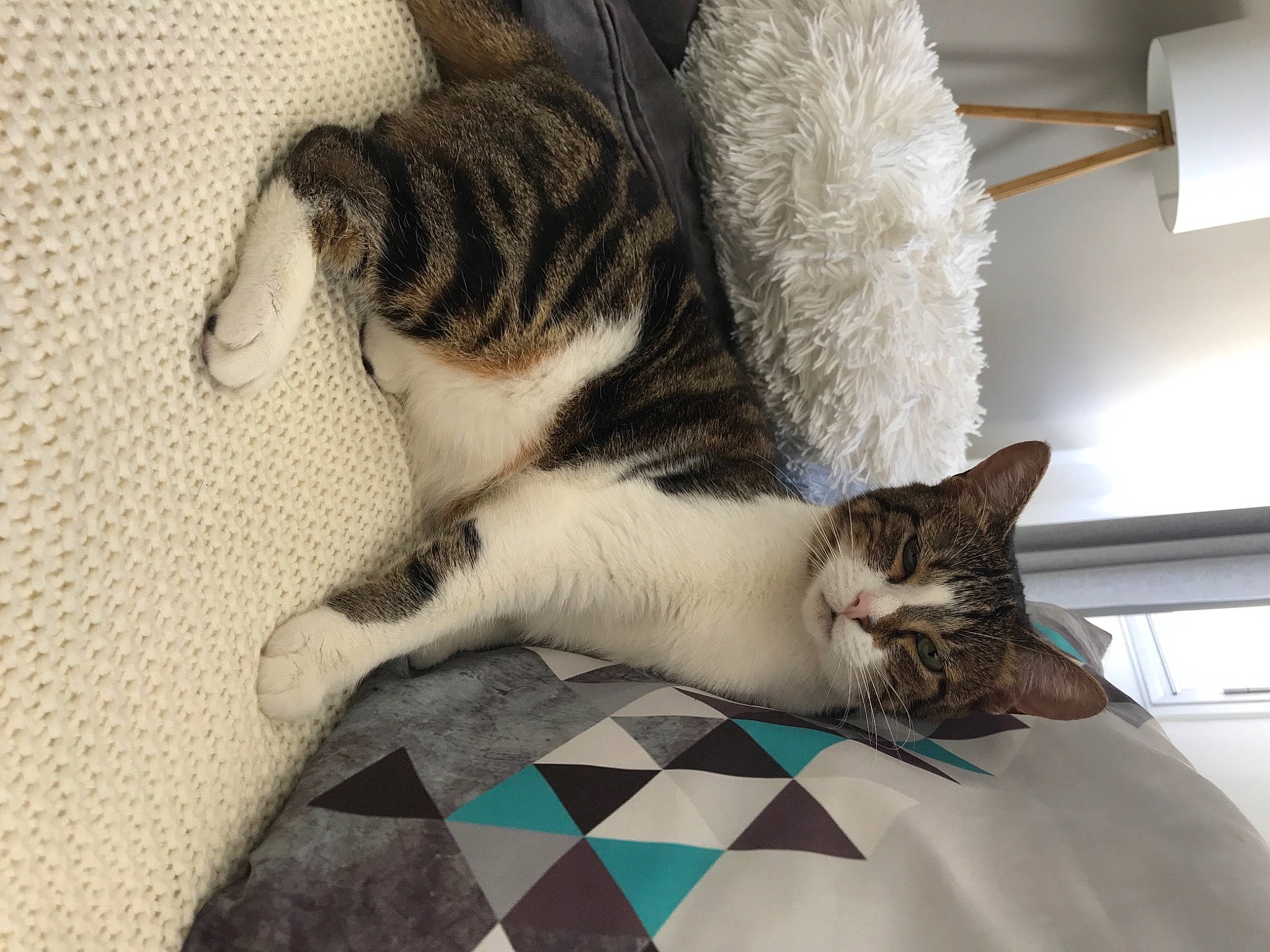 Lollipop a rejoint le concours — aidez-le/la à gagner de superbes lots ! carnivore, cat, claw, comfort, domestic_short_haired_cat, felidae, floor, flooring, fur, grey, linens, nap, paw, small_to_medium_sized_cats, snout, tail, textile, whiskers, window, wood