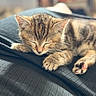Tink joined the competition — help win amazing prizes! kitten, cat, sleeping, paw, fur, tabby, animal, pet, cozy, nap, closeup, indoor, soft_light, texture, resting, cute, young, feline, whiskers, blurred_background