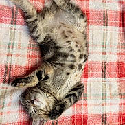 Tink is registered to the contest to win money with this photo: kitten, sleeping, cat, plaid_blanket, furry, cute, pet, domestic_animal, relaxed, soft_texture, striped, tabby, whiskers, paw, cozy, resting, indoor, animal, young_cat, peaceful