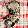 kitten, sleeping, cat, plaid_blanket, furry, cute, pet, domestic_animal, relaxed, soft_texture, striped, tabby, whiskers, paw, cozy, resting, indoor, animal, young_cat, peaceful