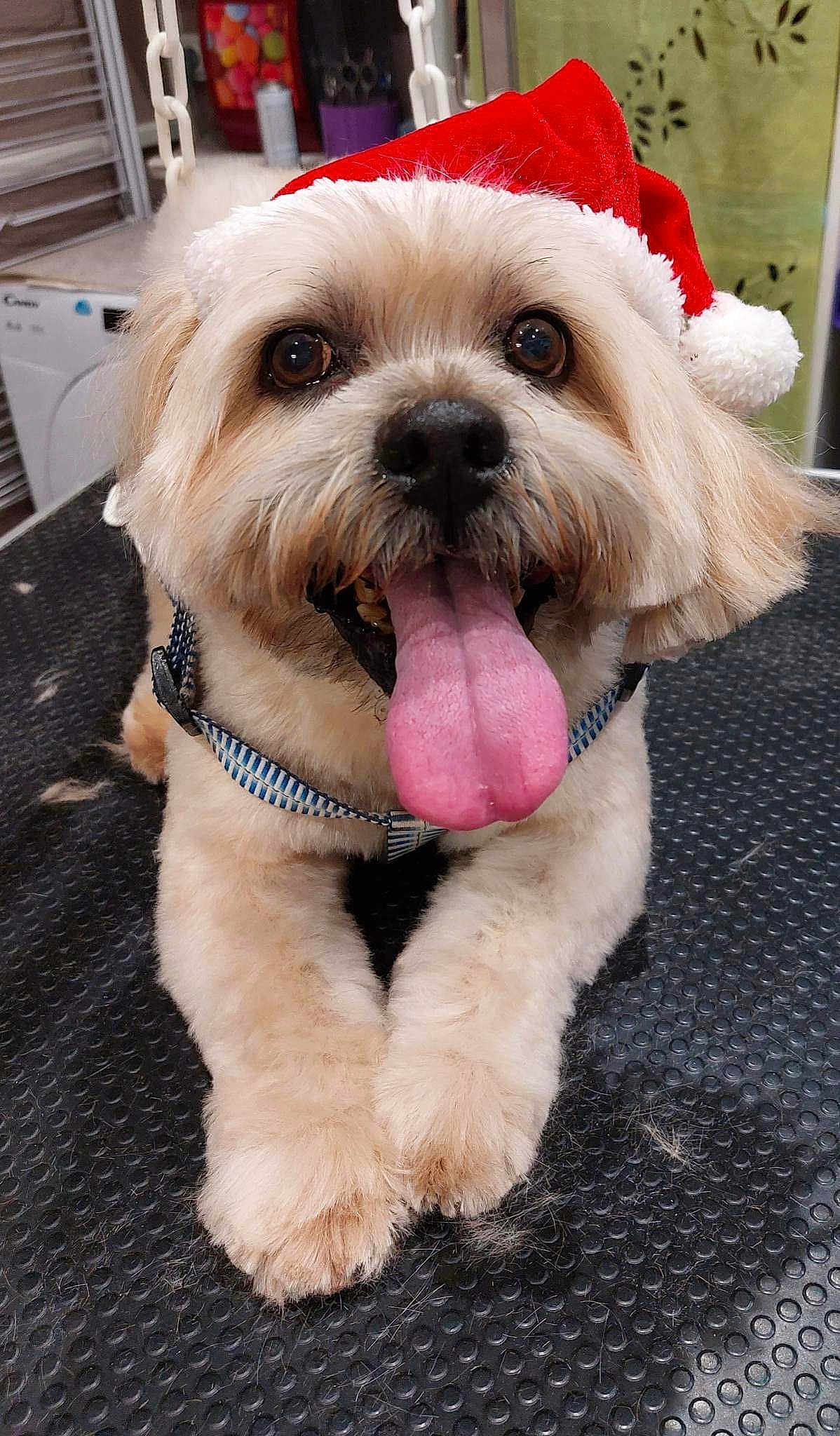 Hutch