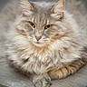 cat, fluffy, feline, pet, animal, table, wood, fur, portrait, indoor, relaxed, looking, ears, whiskers, closeup, domestic, cute, muzzle, paws, sitting